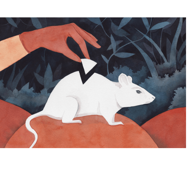 CRISPR rat