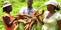 Cassava USAID