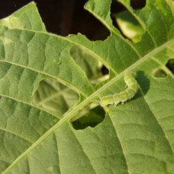 Caterpillars Surface