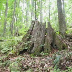 Chestnut stumps