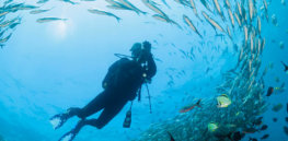 Corbis RF stock reef fish scuba diver ocean e