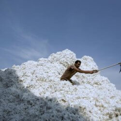 Cotton C kesH x @LiveMint
