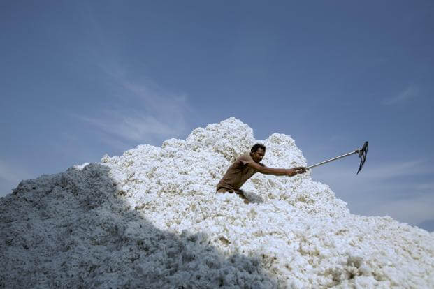 Cotton C kesH x @LiveMint