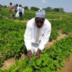 Cowpea Farm