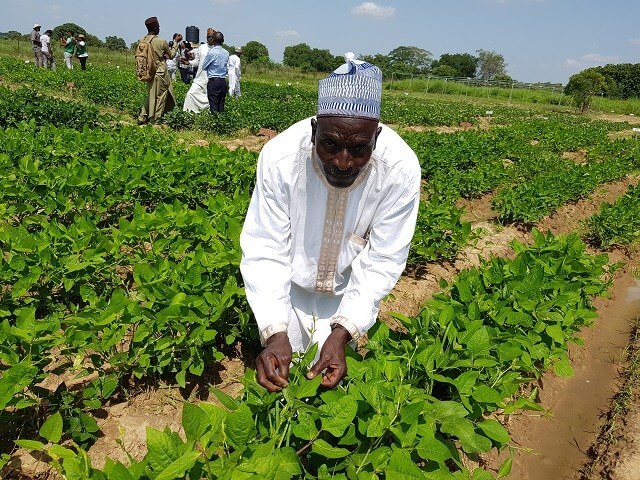 Cowpea Farm