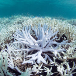 EXCLUSIVE Coral bleaching in New Caledonia