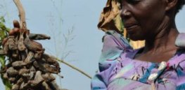 Frances Nanziri Ugandas Food Evolution Farmer x