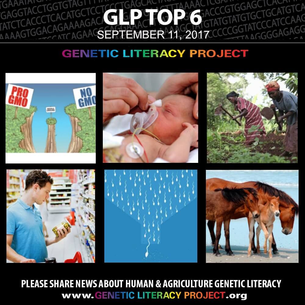 GLP Top Thumbnail Sept