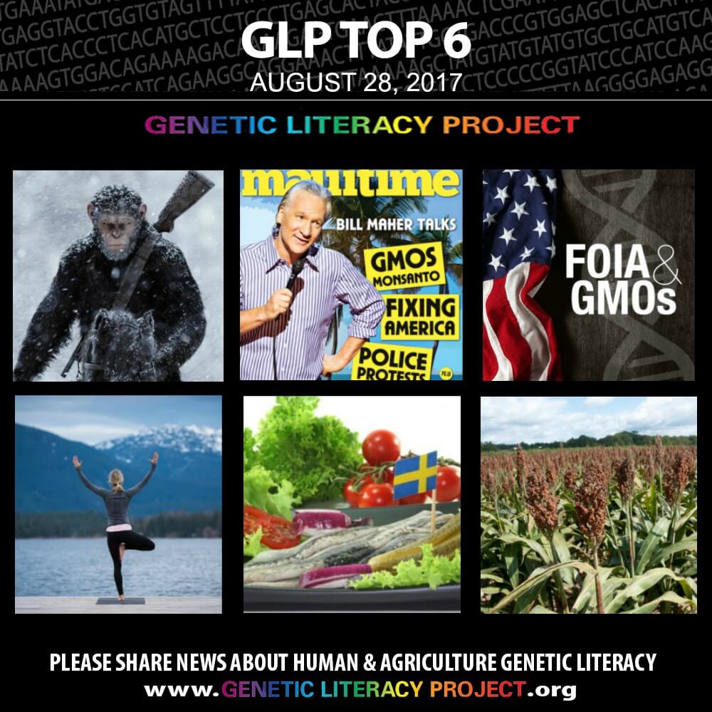 GLP Top thumbnails Aug