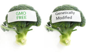GMO vs non genetically modified broccoli