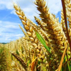 How the Global Industrial Food Complex Leaves People Hungry and Undernourished
