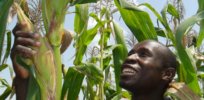 Isaac Okwanyi admires a maize crop on his farm