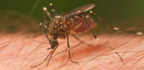 Mosquito Tasmania crop