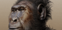 Paranthropus boisei forensic facial reconstruction