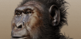 Paranthropus boisei forensic facial reconstruction