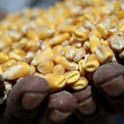 SA corn