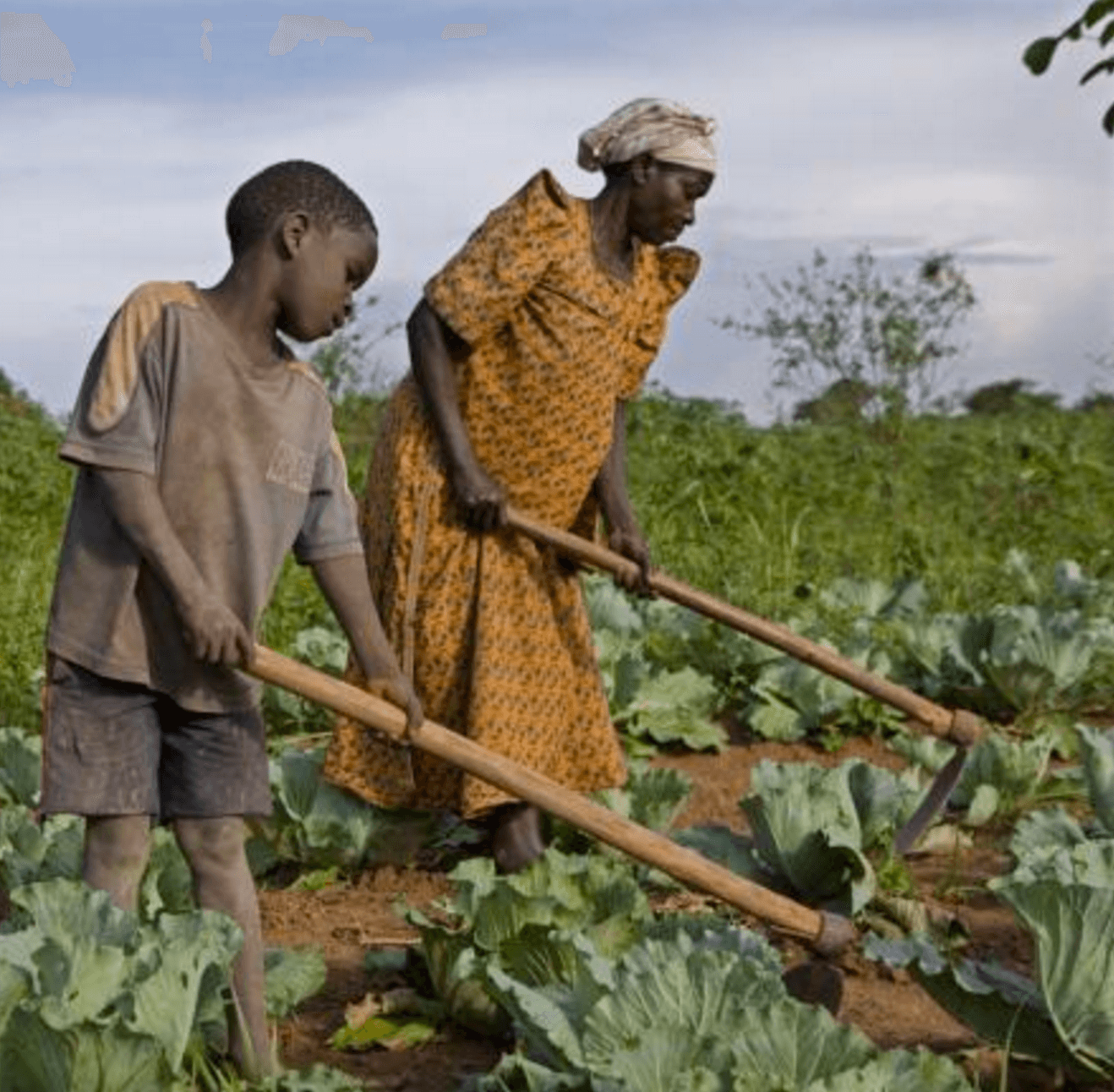 uganda-president-abandon-subsistence-agriculture-pass-biotechnology