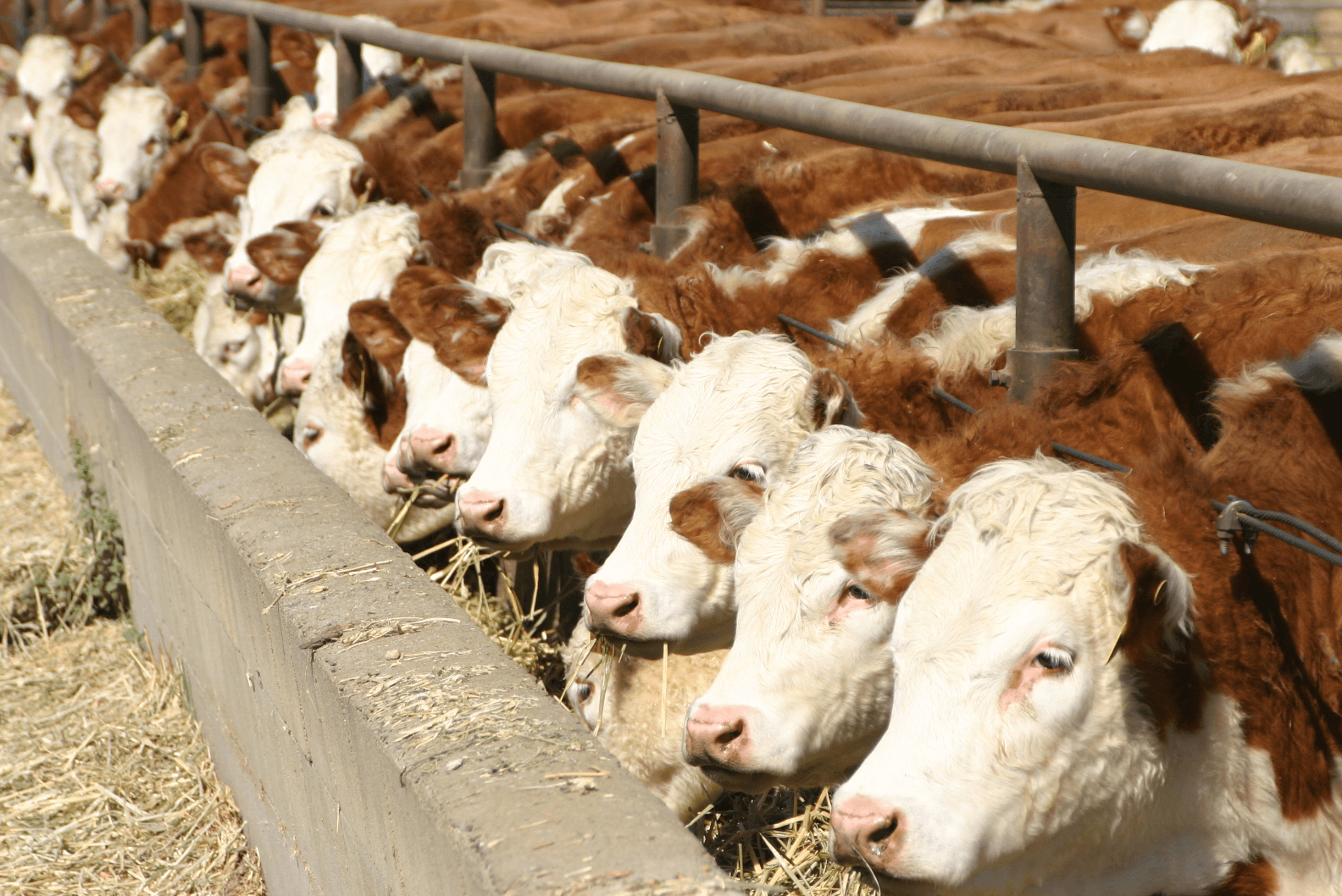 Livestock feedlots more sustainable than organic cattle grazing