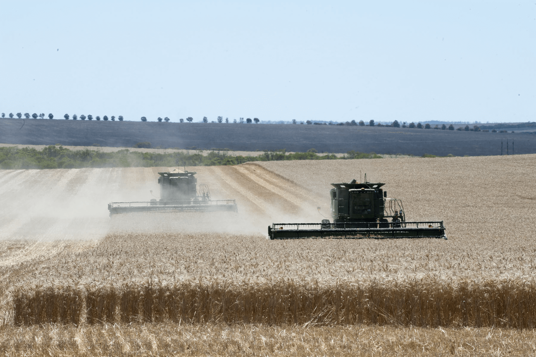 Y Mingenew wheat harvest
