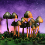 a psychedelics expert says magic mushrooms will be approved for depression by heres why