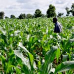 agriculture in nigeria