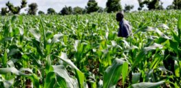 agriculture in nigeria