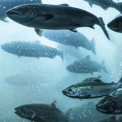 atlantic salmon e
