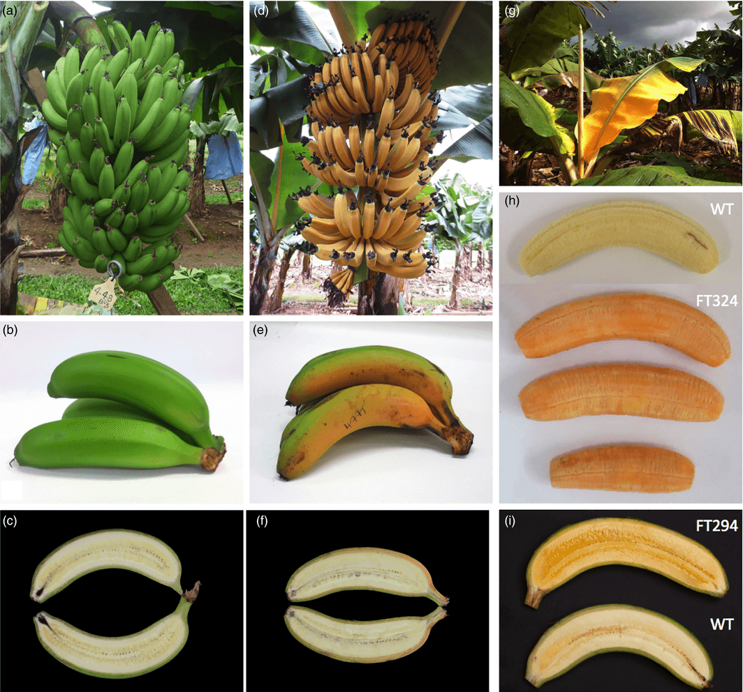 https://geneticliteracyproject.org/wp-content/uploads/2017/11/bananas.png