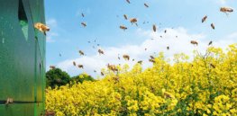 bee colonies in an oilseed rape field x