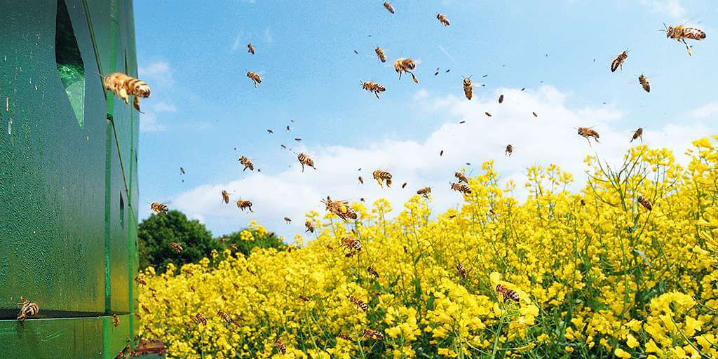 bee colonies in an oilseed rape field x