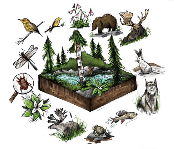 biodiversity