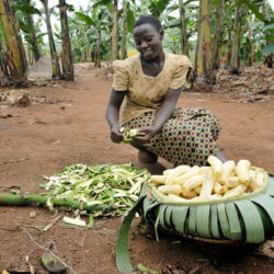 blog photo of the week a boost to ugandas banana production e