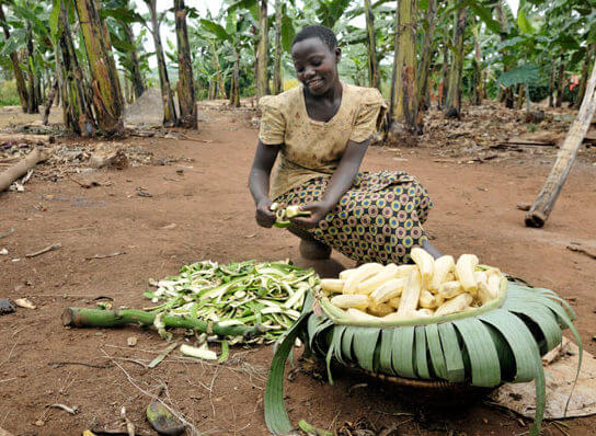 blog photo of the week a boost to ugandas banana production e
