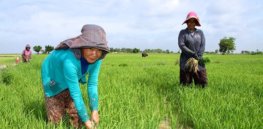 cambodia agr