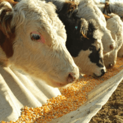 corn cow