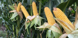 corn resize