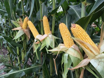 corn resize