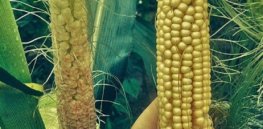 corn x e