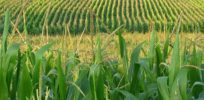 corn field x q crop scale
