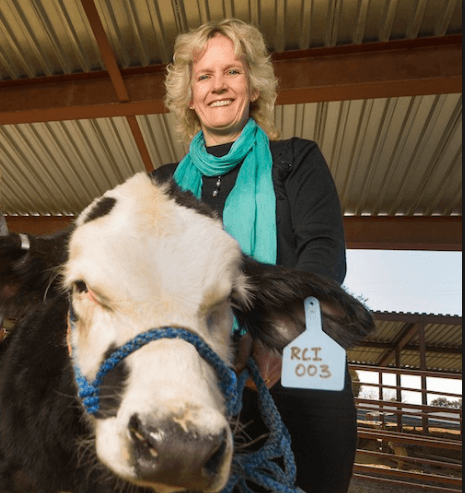 cow and professor