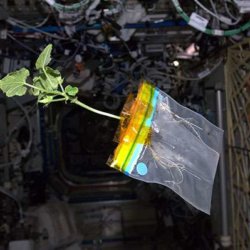 diary of a space zucchini