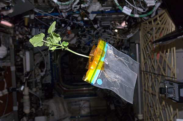 diary of a space zucchini