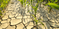 drought resistent corn snapmunk