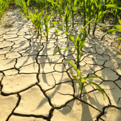 drought resistent corn snapmunk