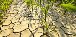 drought resistent corn snapmunk