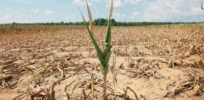 drought tolerant corn Credit truth about trade
