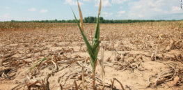 drought tolerant corn Credit truth about trade