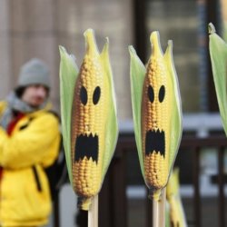 eu moves step closer to law on national gmo crop bans