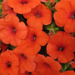 fb c c af bc ee ecb b orange flowers the flowers