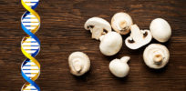 food white button mushroom dna gmo